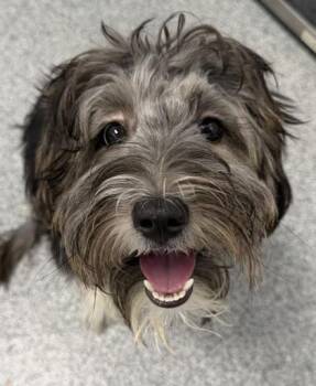 Quinn -  Shih Tzu and Beagle Dog for Adoption in Orland Hills, Illinois - Quinn | PetCurious