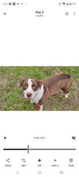 Rascal -  Mixed Breed Dog for Adoption in Osseo, Michigan - Rascal | PetCurious