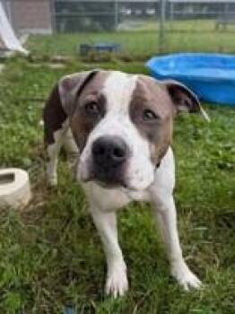 Corndog -  Bulldog Dog for Adoption in Whitby, Ontario - Corndog | PetCurious