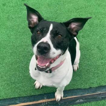 Nala -  Pit Bull Terrier and Mixed Breed Dog for Adoption in Roanoke, Virginia - Nala | PetCurious