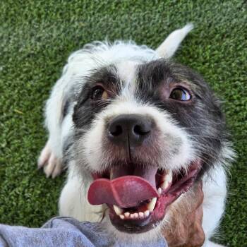 Rescue Terrier Dogs for Adoption in Canutillo, Texas - Patrick | PetCurious