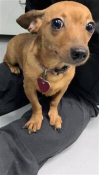PEANUT -  Dachshund Dog for Adoption in Corpus Christi, Texas - PEANUT | PetCurious