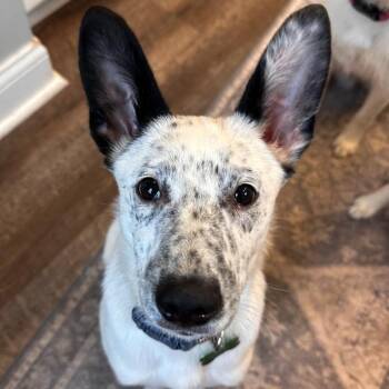 Australian Cattle Dog Blue Heeler Dogs Available for Adoption in Ottawa Hills, Ohio - Boone | PetCurious