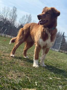 Golden Retriever Dogs Available for Adoption in Gouverneur, New York - Marigold | PetCurious