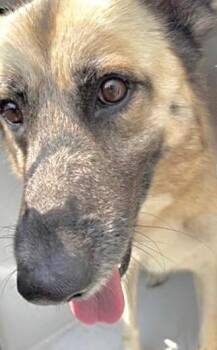 German Shepherd Dog Dogs Available for Adoption in Houston, Texas - A654989 | PetCurious