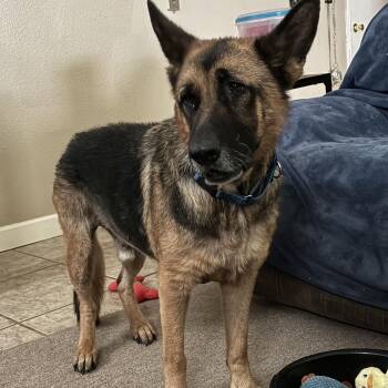 Armadillo -  German Shepherd Dog Dog for Adoption in Royse City, Texas - Armadillo | PetCurious