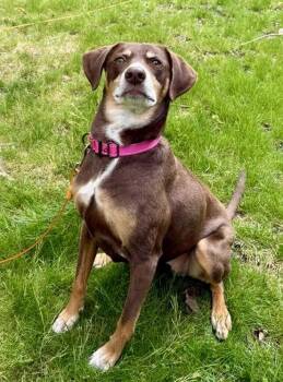 Hound Dogs Available for Adoption in Holbrook, New York - FALON | PetCurious