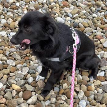 Mixed Breed Dogs Available for Adoption in Ashland, Ohio - June | PetCurious