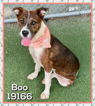Mountain Cur and Labrador Retriever Dogs Available for Adoption in Marietta, Georgia - BOO (also See SMOKEY) | PetCurious