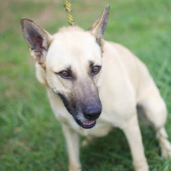 Rescue Shepherd Dogs for Adoption in Cumming, Georgia - Twirl 21536 | PetCurious