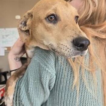 Rescue Mixed Breed Dogs for Adoption in Fernandina Beach, Florida - ROCKY 2.0 | PetCurious