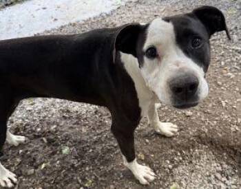Lucy -  Pit Bull Terrier Dog for Adoption in Newburg, Missouri - Lucy | PetCurious
