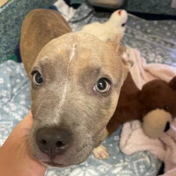 Flower -  Mixed Breed Dog for Adoption - Flower | PetCurious