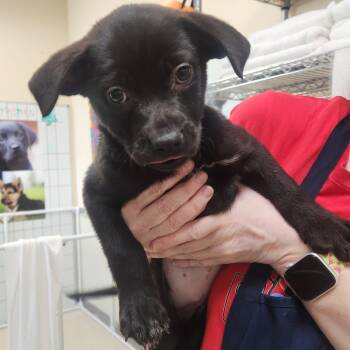 Black Labrador Retriever and Pit Bull Terrier Dogs Available for Adoption - Allie 22336 | PetCurious