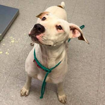 Cathy 26-09-013 -  Pit Bull Terrier and Mixed Breed Dog for Adoption in Bastrop, Texas - Cathy 26-09-013 | PetCurious