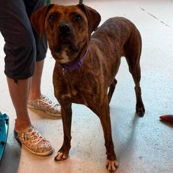 Betsy Stray Hold 7/12 -  Mixed Breed Dog for Adoption in Huntington, West Virginia - Betsy Stray Hold 7/12 | PetCurious