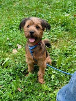 Miles -  Yorkshire Terrier and Miniature Schnauzer Dog for Adoption in Lake Orion, Michigan - Miles | PetCurious