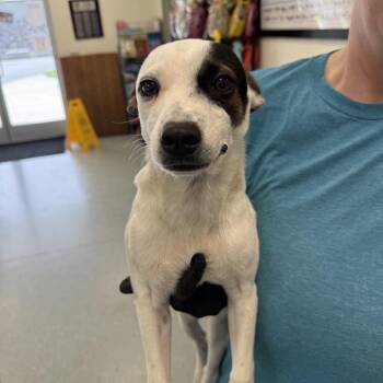 Rat Terrier and Mixed Breed Dogs Available for Adoption in Galax, Virginia - Dotsen | PetCurious