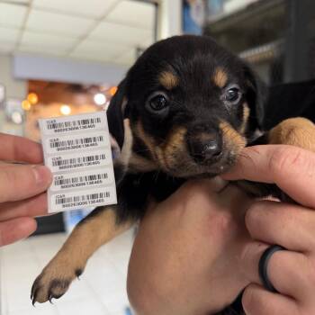 Mixed Breed and Beagle Dogs Available for Adoption in Savannah, Georgia - Croy | PetCurious