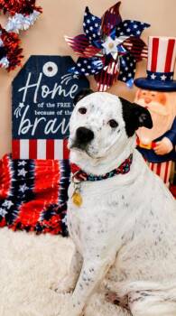 Dallas -  Mixed Breed Dog for Adoption in Hamilton, Ohio - Dallas | PetCurious