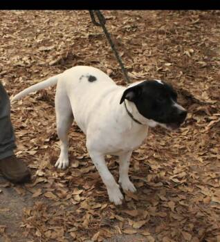 American Bulldog Dogs Available for Adoption in New Bedford, Massachusetts - Poppie | PetCurious