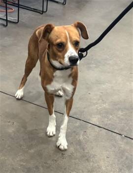 CHIP -  Mixed Breed Dog for Adoption in Dallas, Texas - CHIP | PetCurious
