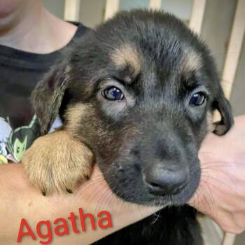 Rescue Shepherd Dogs for Adoption in Niagara Falls, Ontario - Agatha (20250924-01) | PetCurious