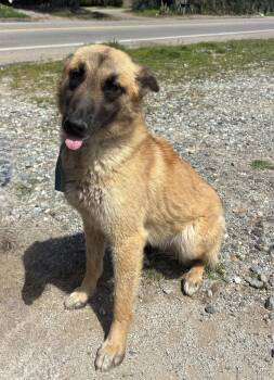 Rescue German Shepherd Dog Dogs for Adoption - CHERISH | PetCurious
