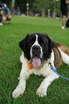 Dexter -  Saint Bernard Dog for Adoption in Pasadena, California - Dexter | PetCurious