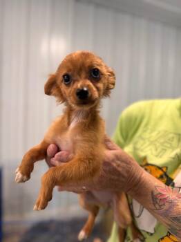 foxy -  Chihuahua Dog for Adoption in Pottsville, Pennsylvania - Foxy | PetCurious