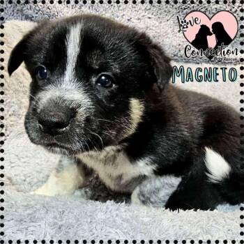 Rescue Siberian Husky Dogs for Adoption in Gilbert, Arizona - Magneto | PetCurious
