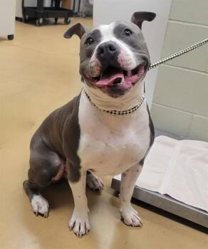 Pit Bull Terrier Dogs Available for Adoption in Minneapolis, Minnesota - KASH | PetCurious