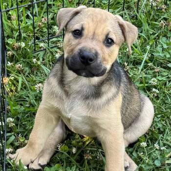 Roscoe -  Shepherd and Mixed Breed Dog for Adoption in Chesapeake, Virginia - Roscoe | PetCurious