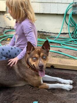 Prince Titan -  Husky Dog for Adoption in Cloquet, Minnesota - Prince Titan | PetCurious