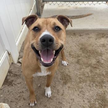 Mixed Breed Dogs Available for Adoption in Dover, New Hampshire - Marlee *Coming Soon* | PetCurious