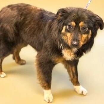 Australian Shepherd Dogs Available for Adoption in Collegeville, Pennsylvania - Prancy | PetCurious