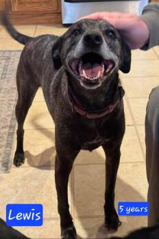 Labrador Retriever and Mountain Cur Dogs Available for Adoption in Alexander, Arkansas - Lewis *URGENT* | PetCurious