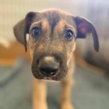 Amelia -  Mixed Breed Dog for Adoption in Jupiter, Florida - Amelia | PetCurious