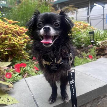 Hayes -  Papillon Dog for Adoption in New York, New York - Hayes | PetCurious