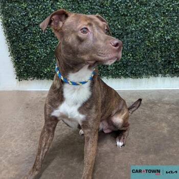 Rescue Plott Hound Dogs for Adoption in Lexington, Kentucky - Vincent | PetCurious