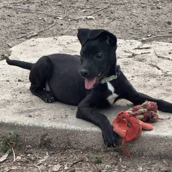 Labrador Retriever Dogs Available for Adoption in Williston, Vermont - Ellie | PetCurious