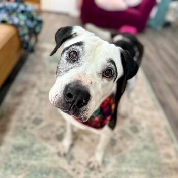 Pit Bull Terrier and American Bulldog Dogs Available for Adoption in Friendswood, Texas - Frida Golden Girl Glow | PetCurious