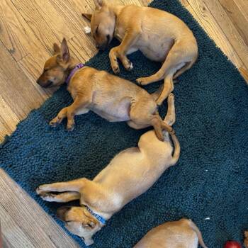 Cattle Dog Dogs Available for Adoption in Flagstaff, Arizona - CD - In Foster! | PetCurious