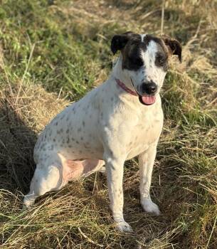 Rescue Pit Bull Terrier Dogs for Adoption in Madisonville, Texas - Angie | PetCurious