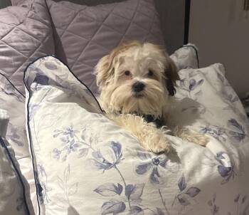 Teddi -  Shih Tzu Dog for Adoption in Bloomfield Hills, Michigan - Teddi | PetCurious
