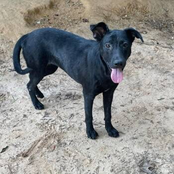 Rescue Black Labrador Retriever Dogs for Adoption in Jay, New York - Lollipop 2 | PetCurious
