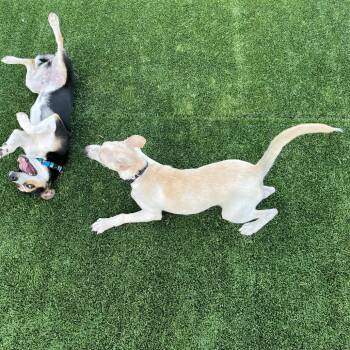 Halo -  Mixed Breed Dog for Adoption in Chicago, Illinois - Halo | PetCurious