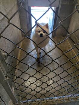 Teddy -  Pomeranian Dog for Adoption in Hermiston, Oregon - Teddy | PetCurious