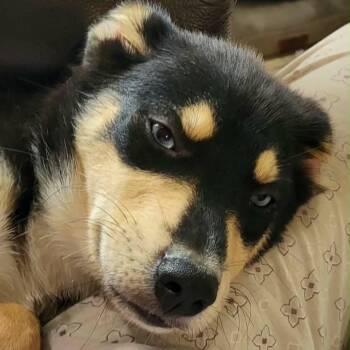 Koda -  Husky and Australian Shepherd Dog for Adoption in Wadena, Minnesota - Koda | PetCurious