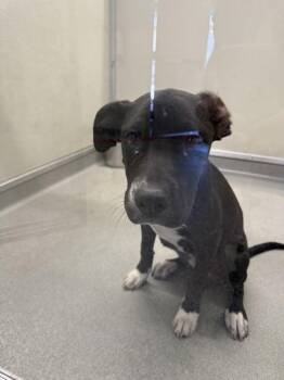 Zuzu -  Pit Bull Terrier Dog for Adoption in Victorville, California - Zuzu | PetCurious